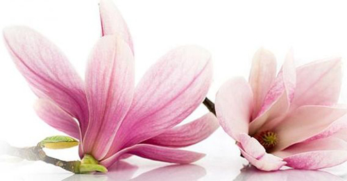 妇科疾病,全医堂 妇科疾病,全医堂